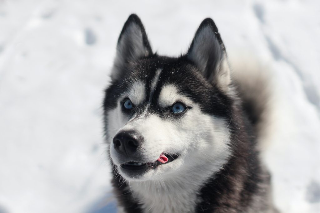 Siberian Husky Health Problems and Solutions