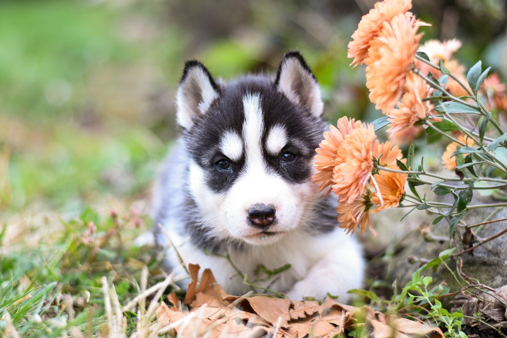 Siberian Husky puppy guide