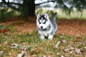 How to take care of a Siberian Husky puppy