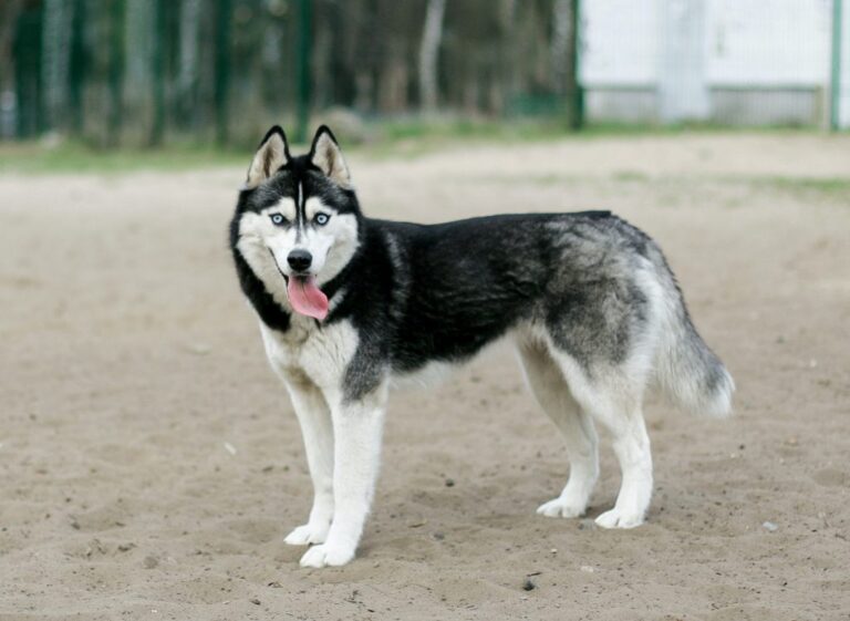 Siberian Husky Dog Breed Information: 8 Important Facts