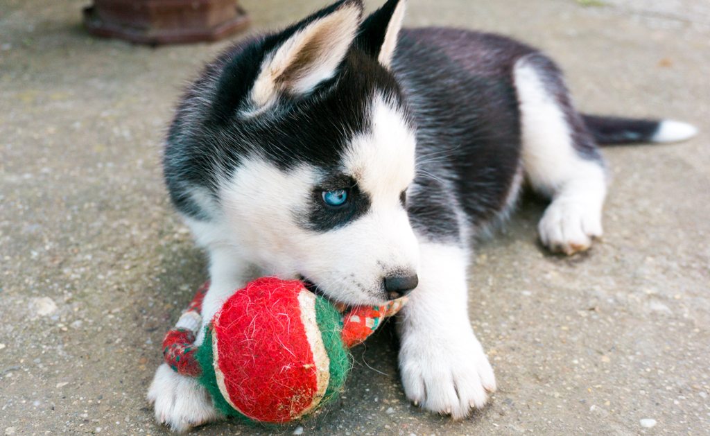Husky Puppies Training: 5 Easy Methods