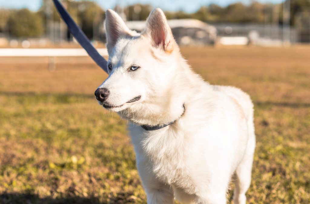 12 Important White Husky Facts And Price