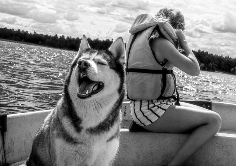 Why Are Huskies So Dramatic? The Surprising Truth Revealed