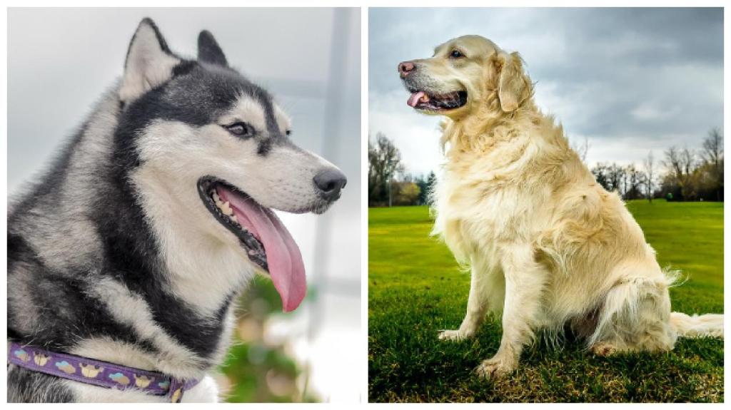 Husky VS Golden Retriever: Which Breed Is Perfect For You?