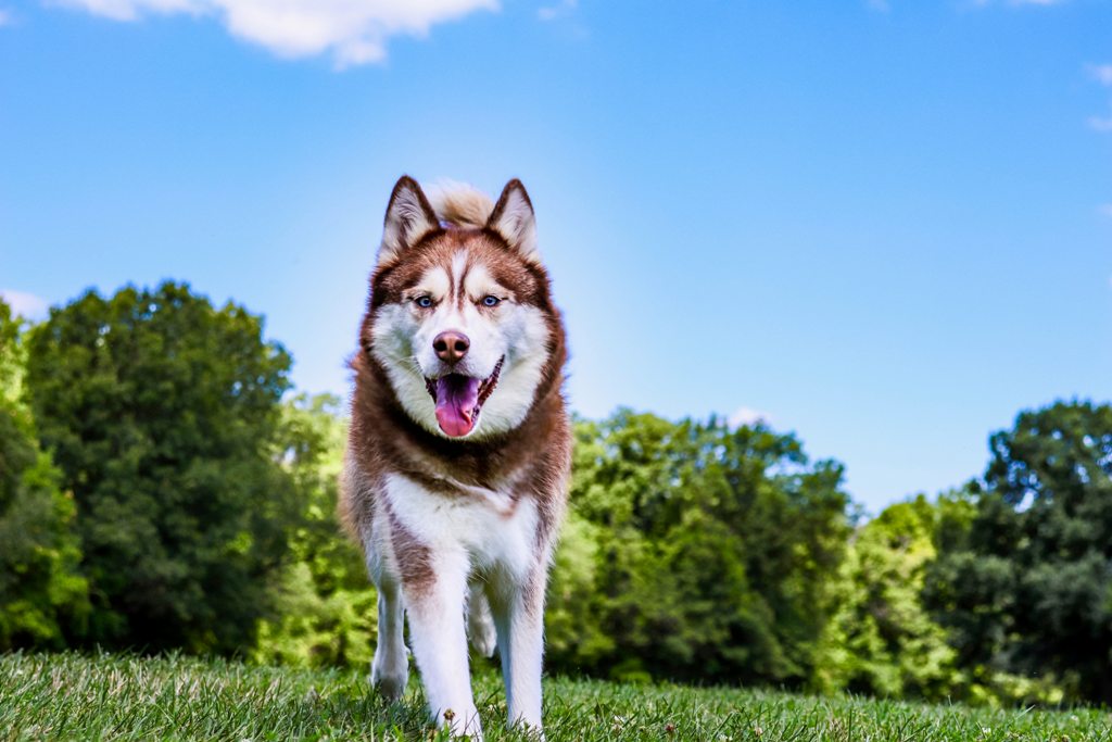 Do Huskies Bark? Know Your Best Answer