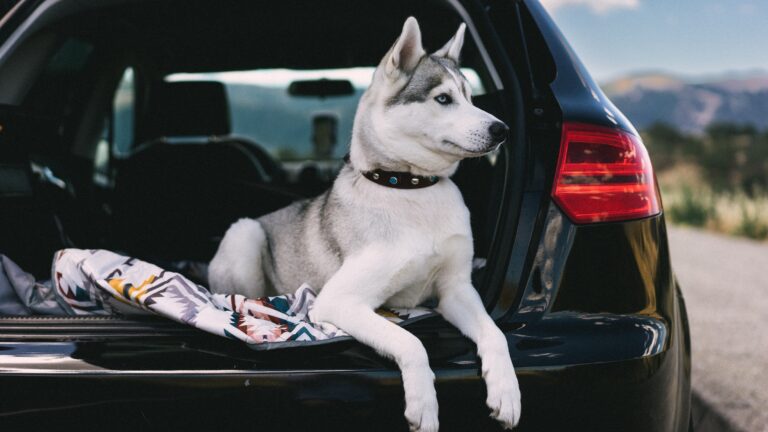 Are Huskies Smart Dogs? The Ultimate Guide to Husky Intelligence