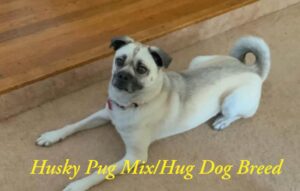 husky-pug-mix-dog
