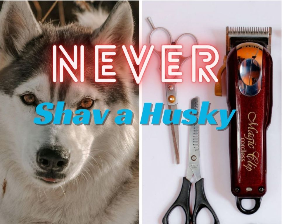 husky-shaved